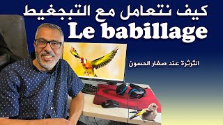 كيف نتعامل مع صغار الحسون عند التبجغيط أو الثرثرة Le babillage [upl. by Cod]