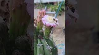 Stenocereus stellatus flowers but I have no pollen to pollinate them I need a hero😅🌵 [upl. by Aierbma]