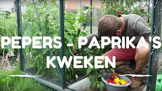 Pepers en Paprikas kweken van zaaien tot oogsten [upl. by Attiuqahs]