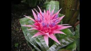 How to divide a large clump of bromeliads Æchmea fasciata [upl. by Olrak]