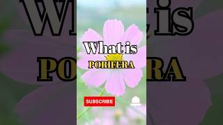 What is Porifera shorts facts biology [upl. by Nhar]