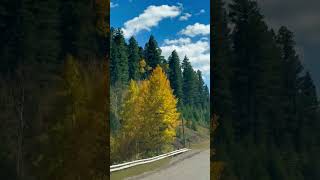 More Aspens please 🍂 fall forest mountainlife newmexico [upl. by Onit]