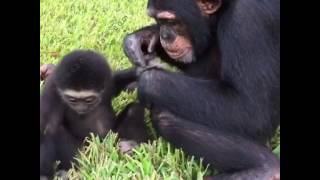 Gibbon and Chimpanzee Playing Together  Myrtle Beach Safari [upl. by Woodrow]