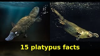 Platypus facts Learn15 facts about Platypuses [upl. by Imoan771]