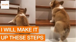 Corgi First Attempt Climbing the Stairs [upl. by Milstone381]