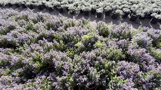 Agastache Blue Fortune  the pollinator magnet 1080p [upl. by Ajtak]