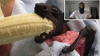 ‘He’s cranky’ Rescued Bat Enjoys Banana [upl. by Mccarty]