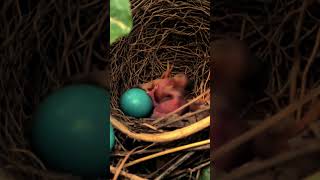 Why Cuckoo Birds Trick Other Birds into Raising Their Chicks [upl. by Artimed]