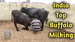 Worlds Top Murrah Buffalo Laddo Full Milking at CIRB HaryanaBeniwal Dairy farm [upl. by Kovacs]