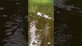 Silver fishing Situk River Yakutat Alaska [upl. by Attenrev]