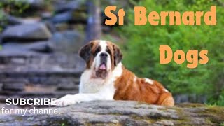 THE SAINT BERNARD DOGS  GAINT ALPINE RESCUER [upl. by Matta]