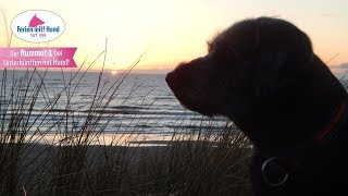 Reiseführer Urlaub mit Hund an der Ostsee [upl. by Robbyn45]