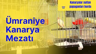 Ümraniye Kanarya Mezatı kanarya canary mezat papağan muhabbetkuşu cennetpapağanı [upl. by Wendye223]