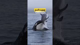 ഡോൾഫിൻ്റെ കഴിവ് vortex ring dolphin malayalam shorts [upl. by Schechter]