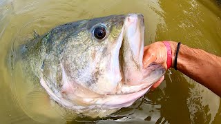 The BIGGEST URBAN BASS I’ve seen in YEARS On a SWIMBAIT [upl. by Walther]