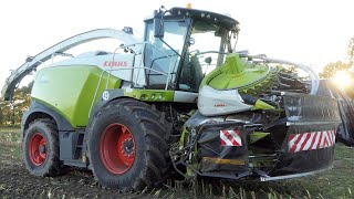 Claas Jaguar 990  Mais Silage 2022  Claas Axion 930 amp Krone TX 560  Corn Silage Season 2022 [upl. by Olympe]