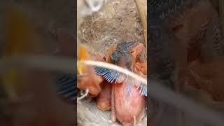 Raising Zitting Cisticola babies From Nest to Sky shorts shortsfeed [upl. by Lubet505]