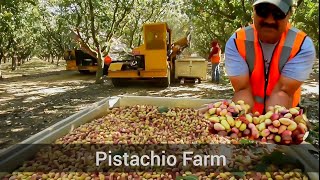 PISTACHIO HARVEST  ASI ES COMO COSECHAN EL PISTACHOPISTACHEPISTACHIO FARM [upl. by Lenneuq]