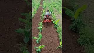 Reverse Forward Rotavator  Mini Tractor  Banana Farming  Indian farmer  trending shorts new [upl. by Armillia313]