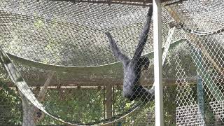 Golden Cheeked Gibbons Howling Singing LA Zoo Los Angeles California USA June 3 2021 Primates [upl. by Laundes]