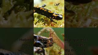 What are the Amazing facts about the salamaders salamanders [upl. by Zela125]