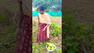 Vegetable harvest🥰 my garden update 🥰minivlog 841🥰 Nov 3024🥰kdfamily368 minivlog ytshorts [upl. by Nessah]