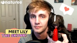 The Cutest Pet Animal You Could Get Lily The Skunk [upl. by Anivlek913]