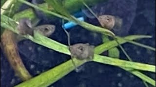 Baby Guppie UPDATE [upl. by Mastat]