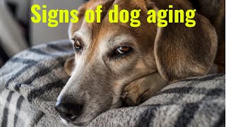 Aging in Senior Dogs Unveiling the Subtle Signs [upl. by Arorua973]