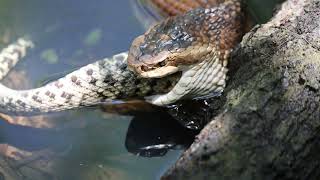 Cottonmouth eating Diamondback Rattlesnake while searching for Burmese Python [upl. by Lika70]