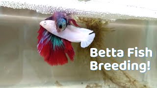 Basics of Betta fish Breeding  Easy way to Breed Your Betta fish [upl. by Navis]