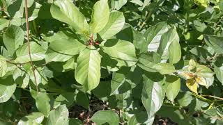 Identifying invasive buckthorns [upl. by Walden]