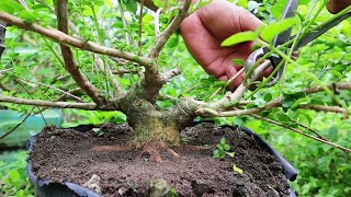 SELEKSI TUNAS DAN CUTTING BAHAN BONSAI SANCANG [upl. by Ahtar]