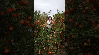 Beautiful Nature with Rural Life P156  Beautiful tangerine farm harvesting sweet tangerines [upl. by Salta]