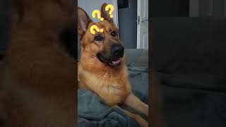 I see 👀 you 😆 🤣 trynottolaugh funnydogshorts dogloversfeed [upl. by Novihs]