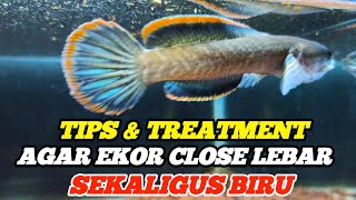 TIPS CHANNA LIMBATA AGAR EKOR CLOSE LEBAR DAN BIRU [upl. by Irisa550]