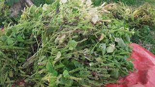 Perilla harvesting and threshing [upl. by Ijat]