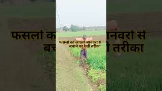 देशी तरीका।। jugaad shorts farmer agriculture vlog viral [upl. by Ahteres926]