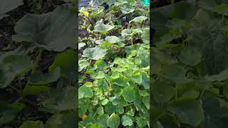 The allotment is settling for winter allotment allotmentgarden garden [upl. by Goar]