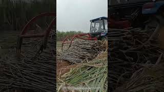 Use A Tractor Equipped With A Clamping Device To Collect And Load Sugarcane Easily [upl. by Kyl318]