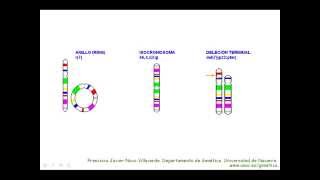 Aberraciones cromosómicas estructurales [upl. by Ahcorb871]