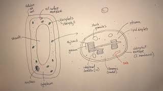 A Level Biology Photosynthesis Revision [upl. by Efram121]