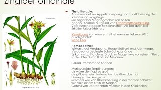 Materia medica von ZA Zingiber officinale  Der Ingwer [upl. by Norb]