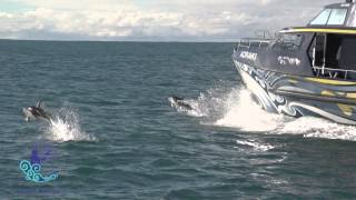 Whale Watch Kaikoura 2 Min Video [upl. by Nuahsal442]