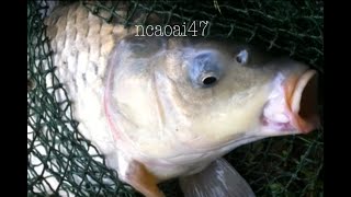 How To Make Carp Bait28DIY Fishing  Cách Làm Mồi Câu Cá Chép Dễ kiếm [upl. by Giles]