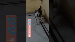 Only dry cleandogbreed husky huskydog dog cute dogbreed [upl. by Vashti645]