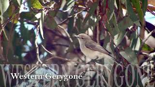 Western Gerygone [upl. by Madancy928]