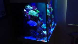 Juwel Lido 200 Saltwater Reef setup Update 2 HD [upl. by Eiten774]