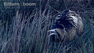 Bittern  male booming dawn  RSPB Otmoor [upl. by Ablem]