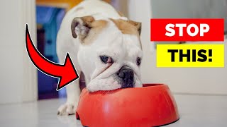 Why Your Dog Hates Their Food Bowl—and What to Do About It [upl. by Viridissa]